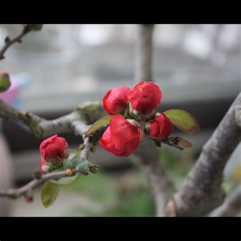 海棠風水|【海棠風水】海棠花風水的禁忌與寓意：能擺在家裡嗎？